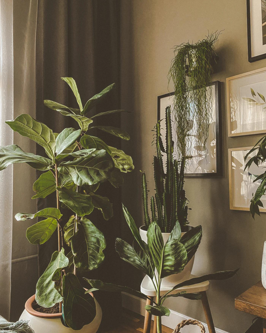 A cosy room dotted with different house plants