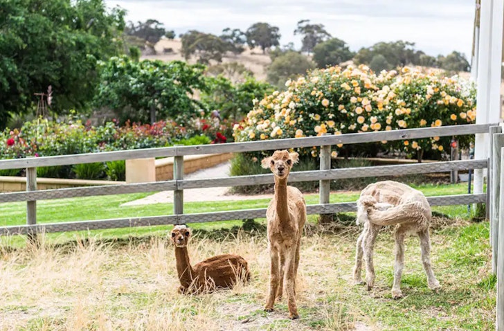 A trio of alpacas at Carlisle Lodge one of the best accommodation options in Adelaide Hills