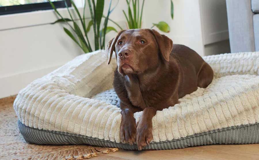 Pet Homewares: Everything You Need To Create A Pet Paradise At Home ...