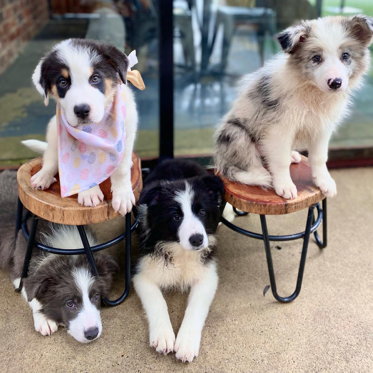 Border Collie puppies sitting on and around stools