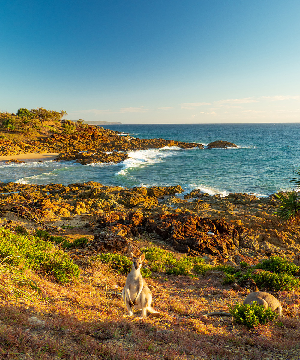 a wallaby on a rocky cliff over the ocean