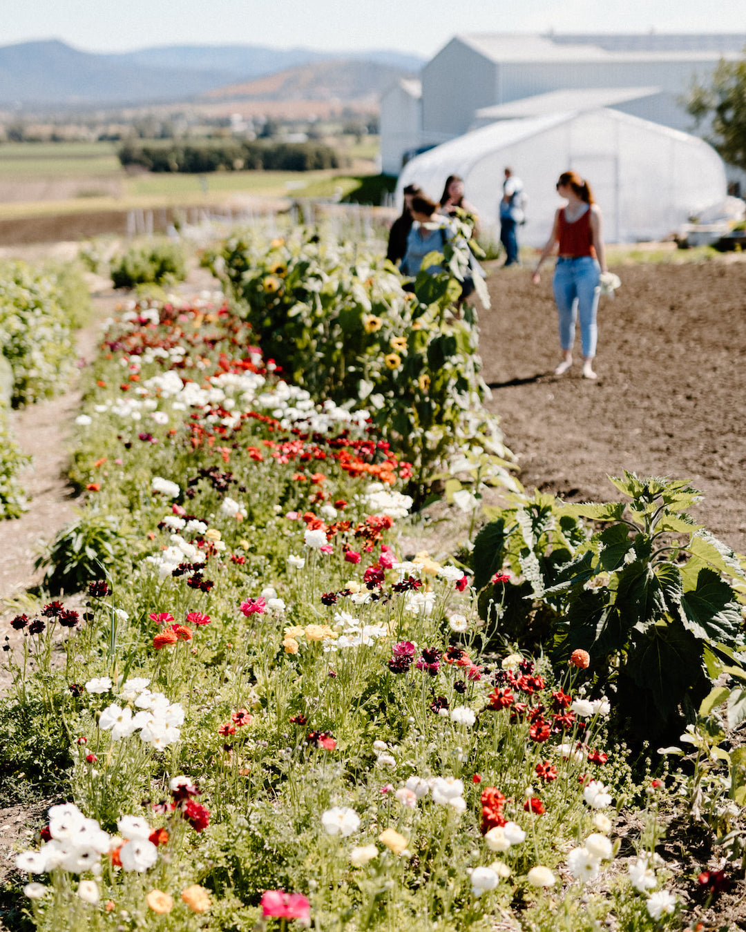 A field with rows of flowers growing.