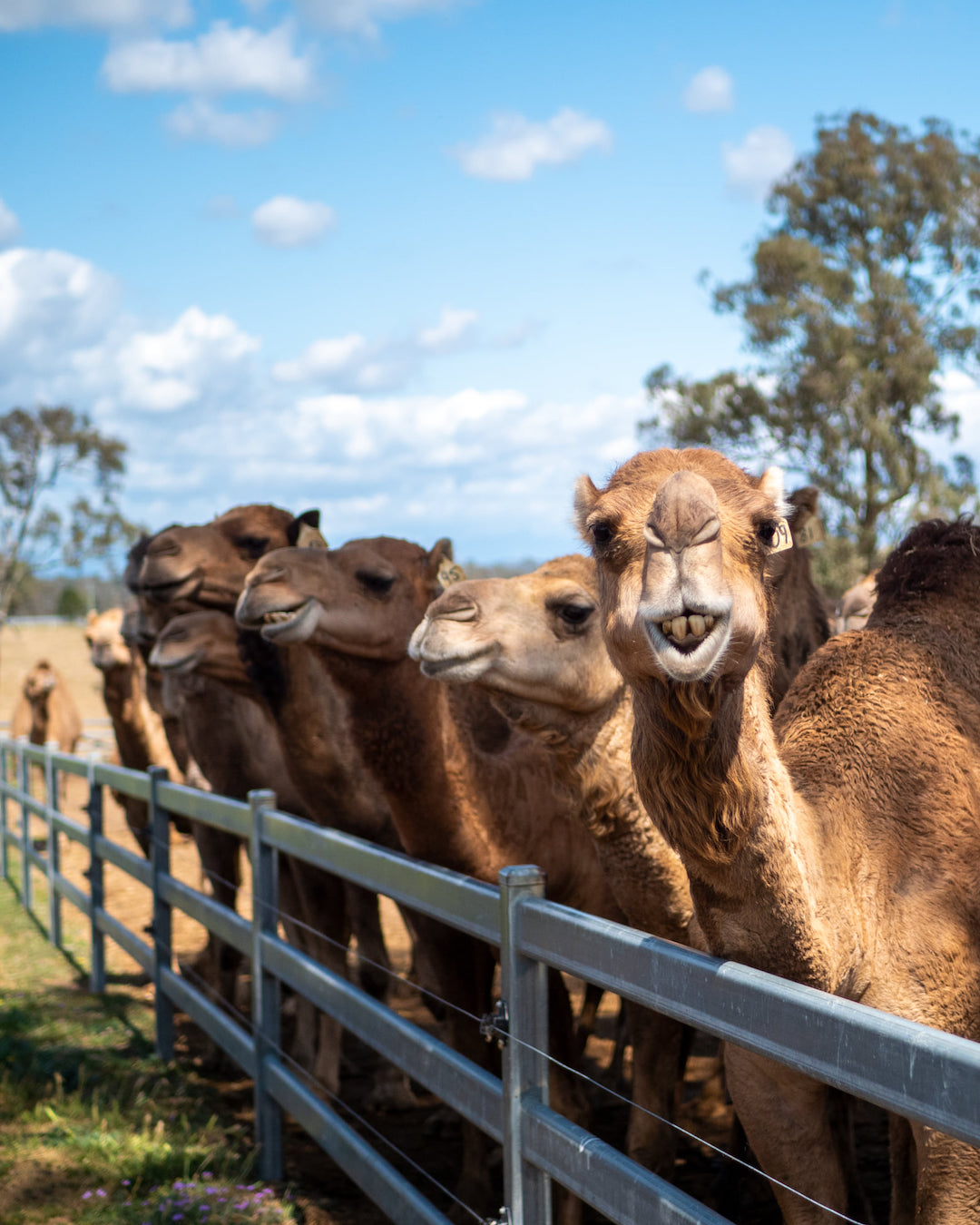 A group of camels with one showing its teeth to the camera.