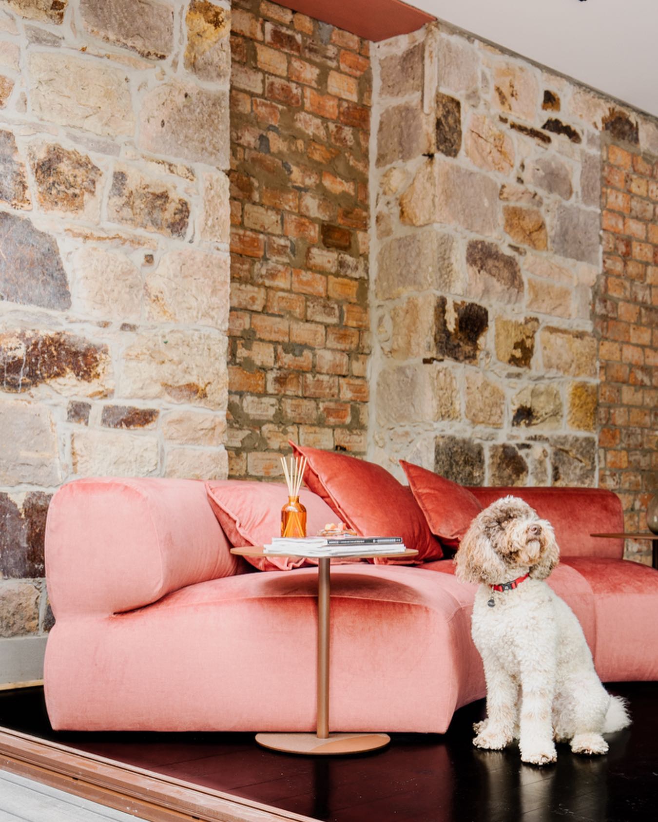a dog sitting in front of a pink couch