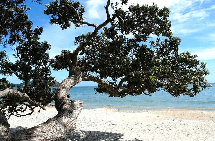 30 Truths About A New Zealand Summer
