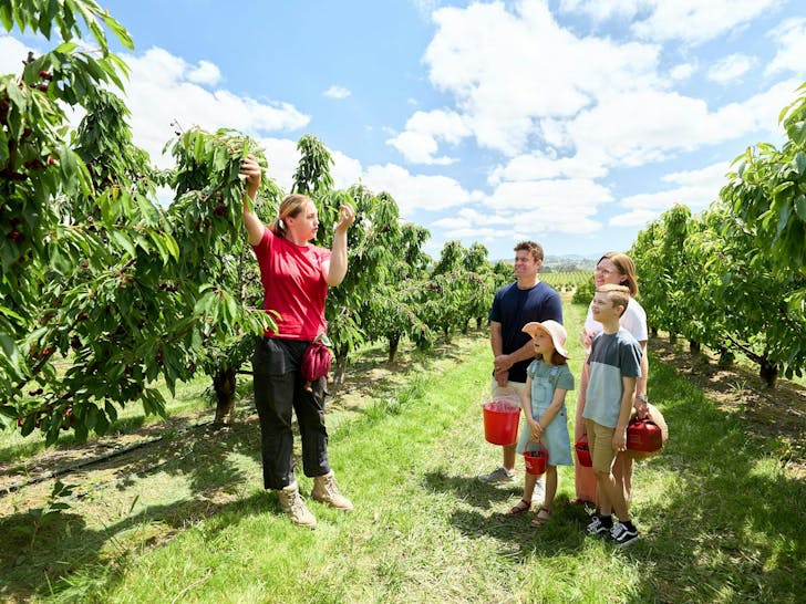 family cherry picking with a guide at cherryhill orchard