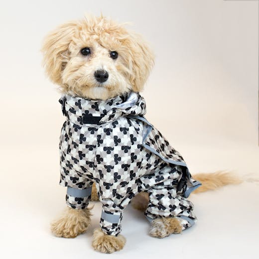 hachi pet store