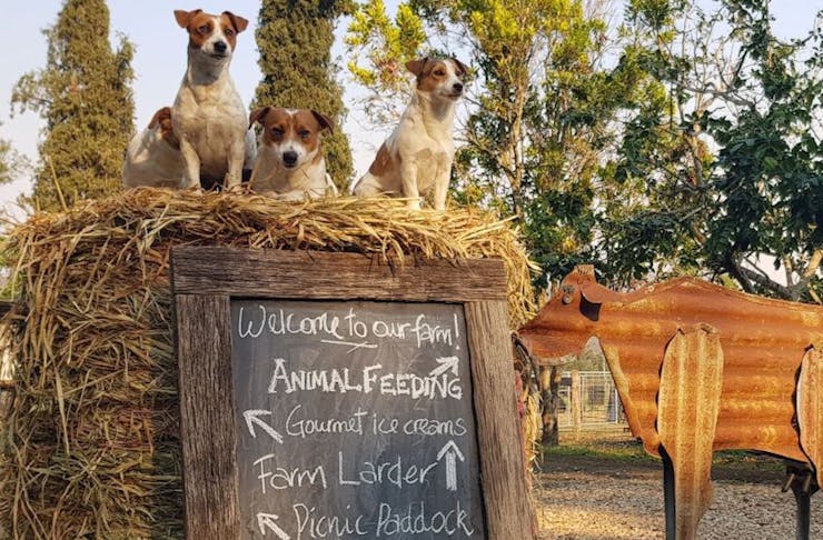 Three Jack Russell dogs sit on top a hay bale with a sign that reads welcome to our farm.