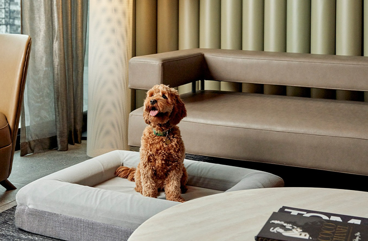 The Best Pet-Friendly Accommodation In Melbourne (2024 Edition) | URBAN ...