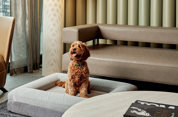A dog is sitting in a premium grey dog bed within a luxury hotel room.