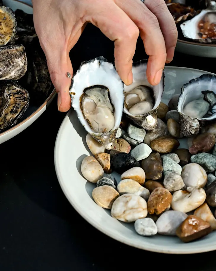Oyster on a plate of rocks