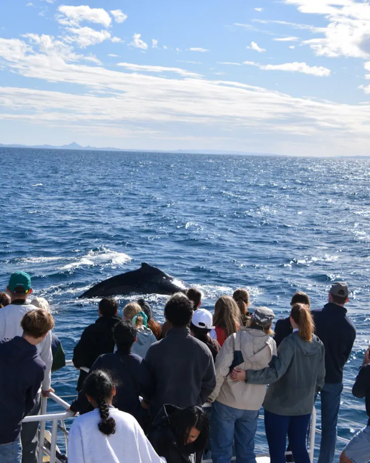 People looking at whale