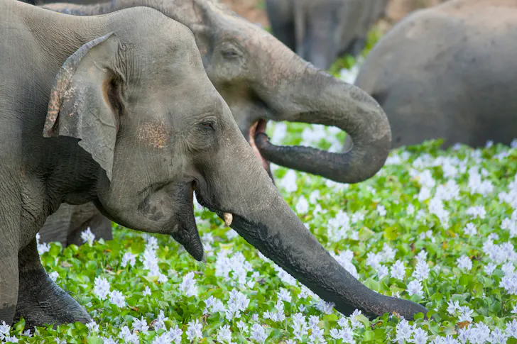 A herd of elephant move through water hyacinths at Wasgamuwa National Park, Sri Lanka