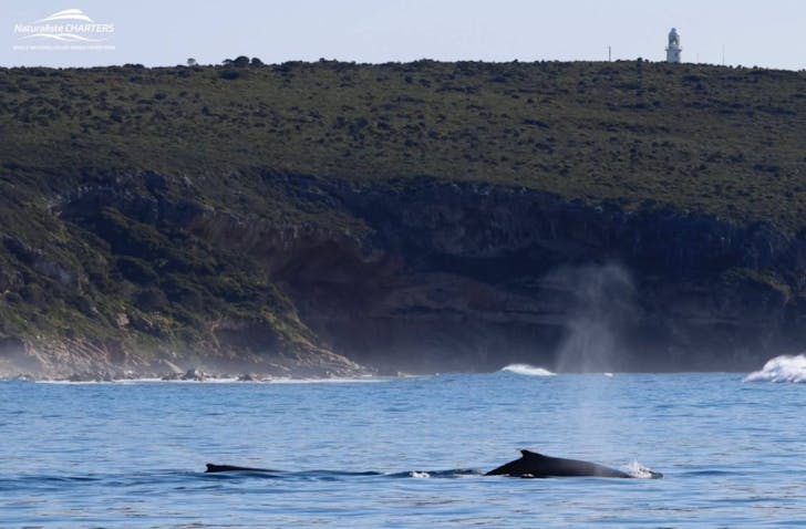 A sighting of a humpback whale on a Naturaliste Charters Whale Watching tour from Dunsborough