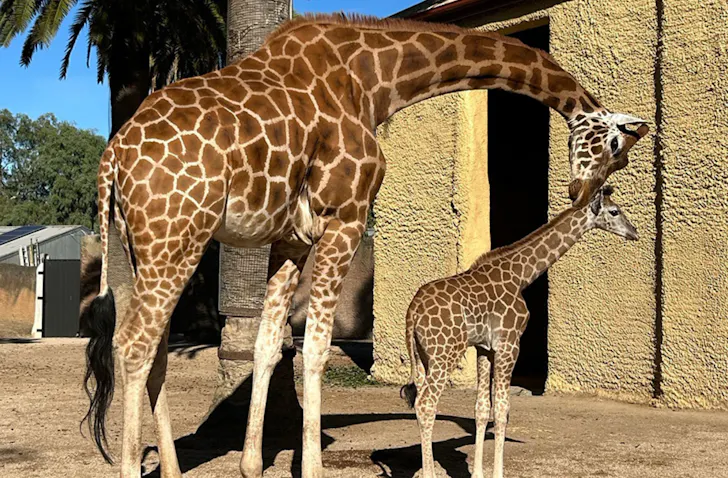 Adelaide Zoo
