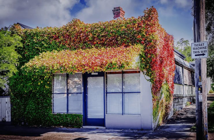 A corner store with vines growing over the roof and down the windows.