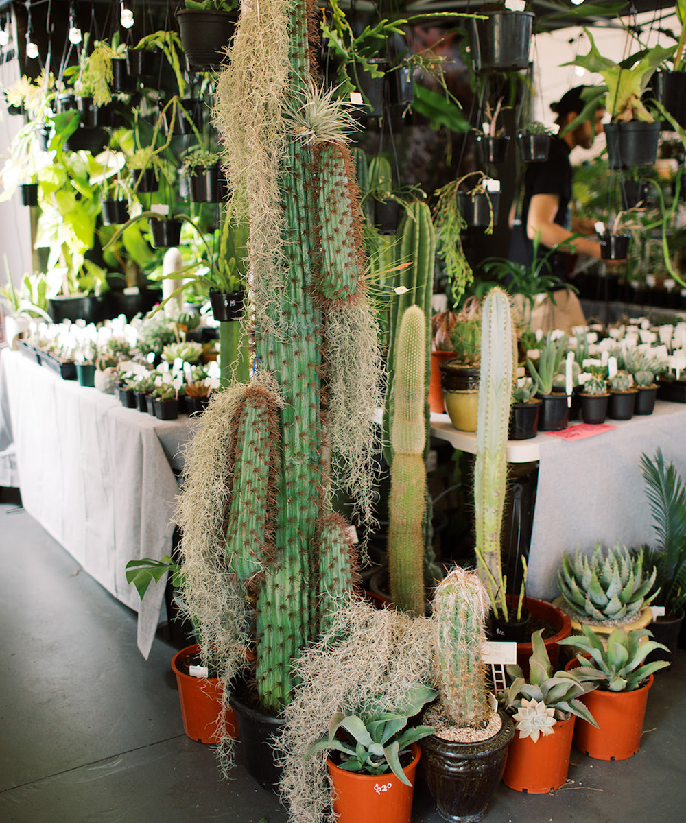 a selection of cacti and other plants for sale