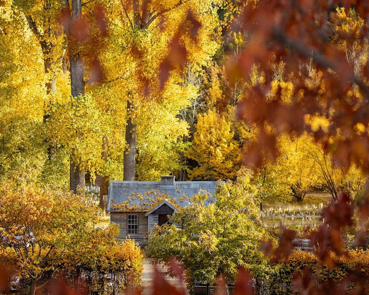 A cottage surrounded by golden autumn trees in Arrowtown, one of the best places to visit near Queenstown. 