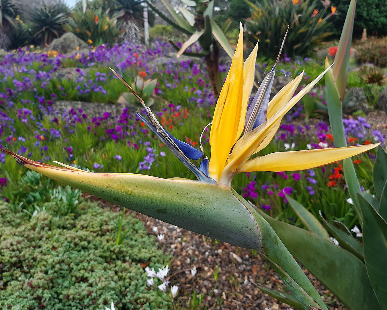 ‘Mandela’s Gold’ bird of paradise (Strelitzia reginae ‘Mandela’s Gold’) in the African Garden at Auckland Botanic Gardens, set against a rainbow carpet of spring-flowering bulbs