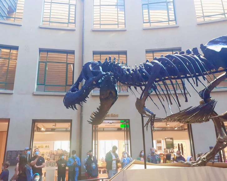 A T-Rex skeleton towers over museum-goers at Auckland War Memorial Museum. 