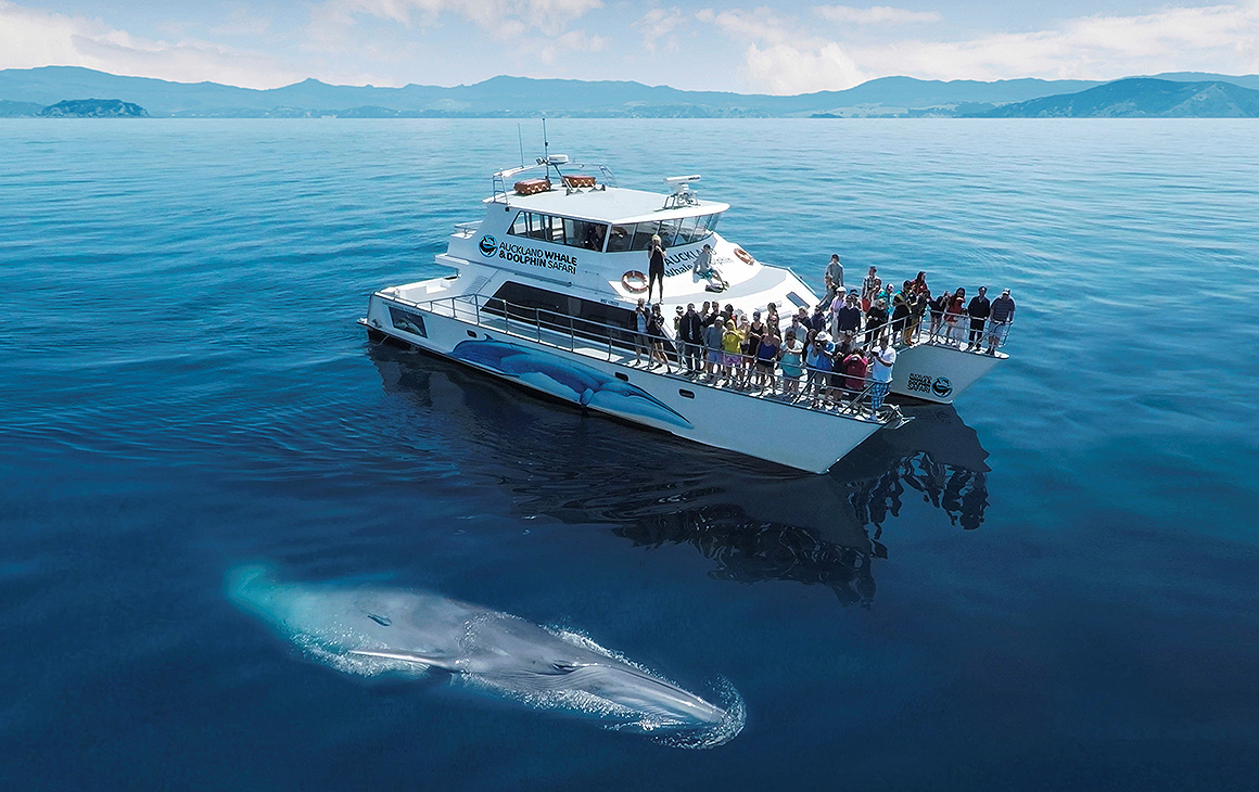 An Auckland dolphin and whale safari boat with a whale just beside in the most blue ocean.