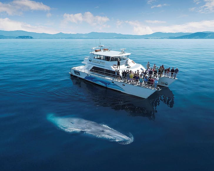 A whale alongside a boat in the Hauraki gulf.
