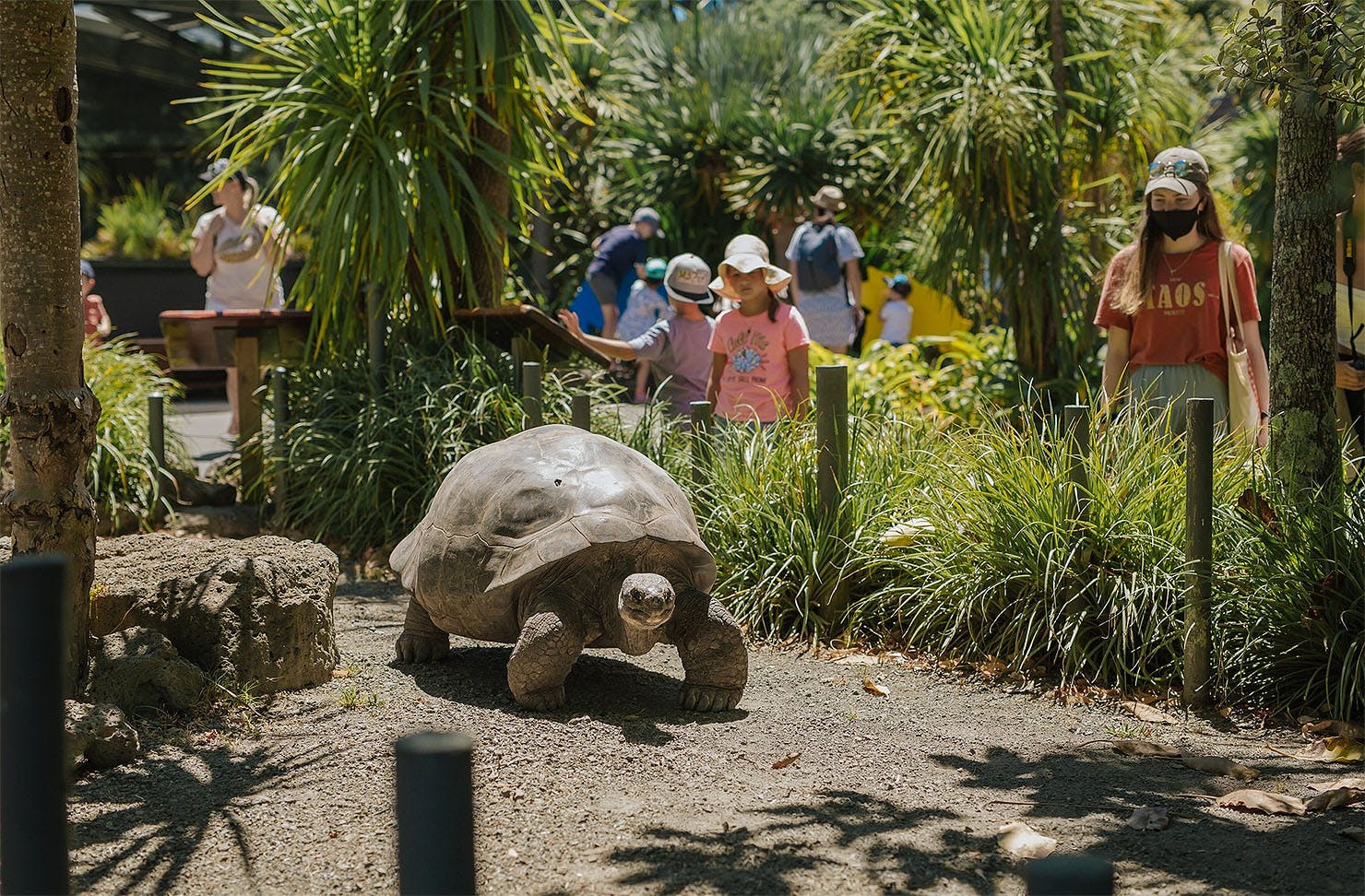 People watch a turtle at Auckland Zoo.
