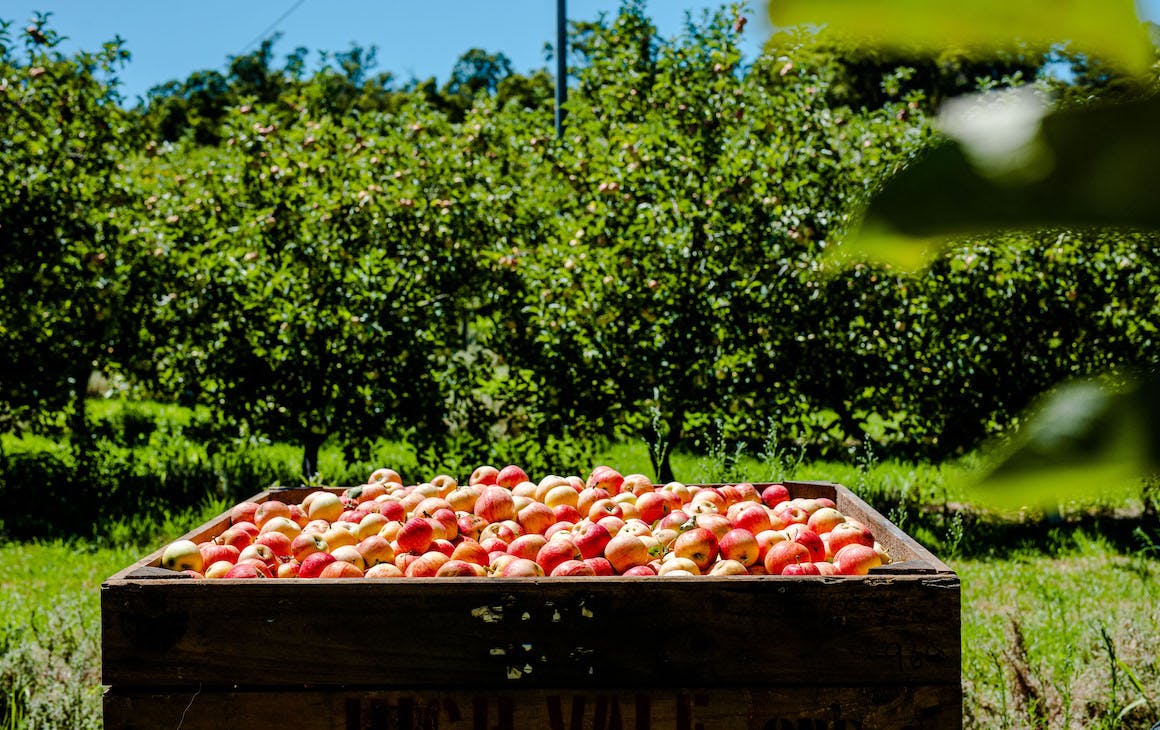 a large box of apples in an orchard