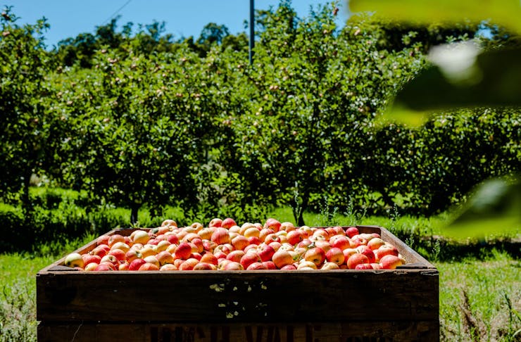 a large box of apples in an orchard
