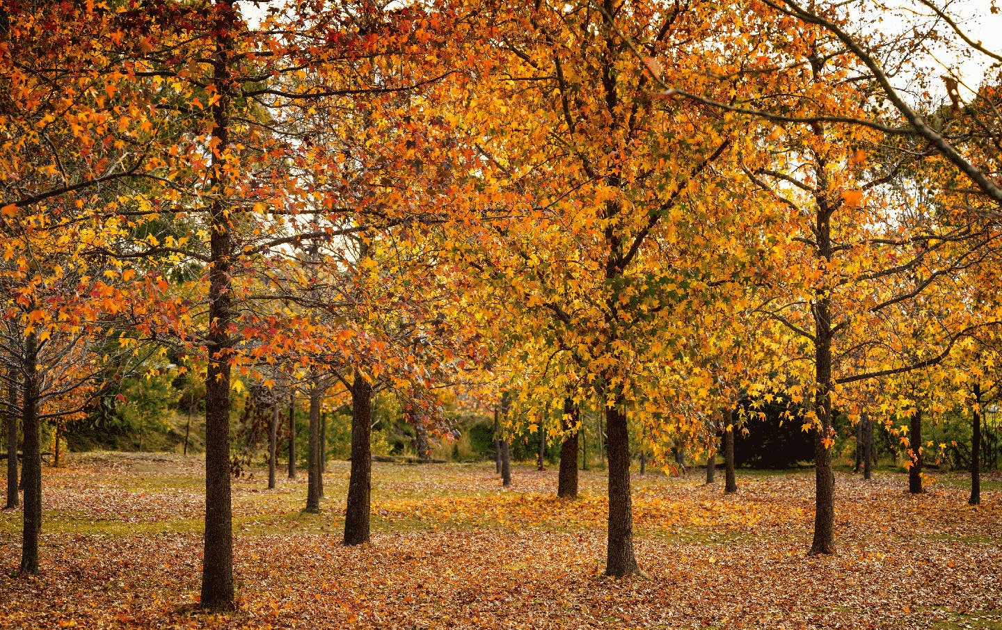 A group of trees with golden Autumn leaves.