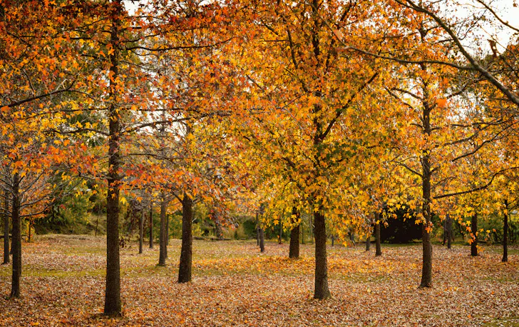 A group of trees with golden Autumn leaves.