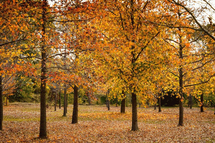 A group of trees with golden Autumn leaves.