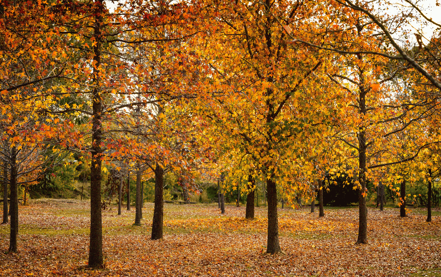 A group of trees with golden Autumn leaves.