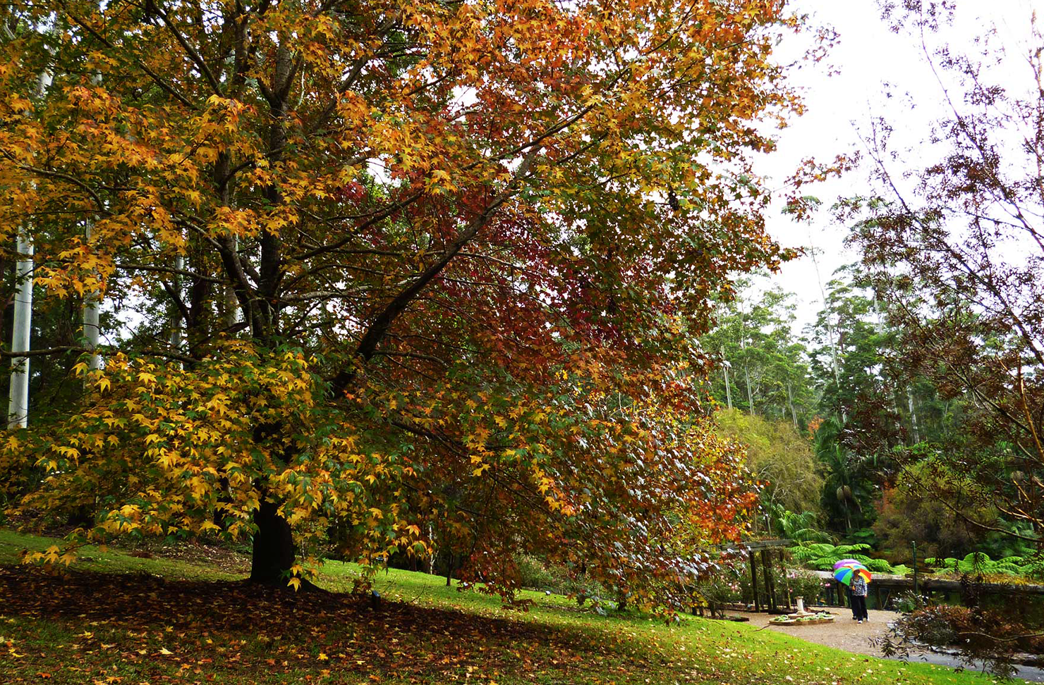 an autumn tree in full display