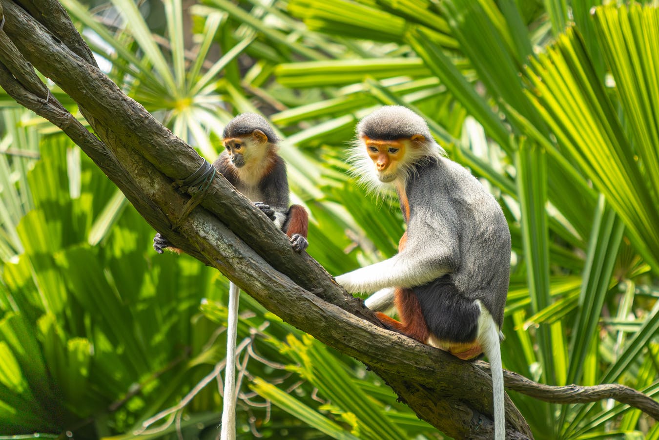 Mandai Wildlife Group