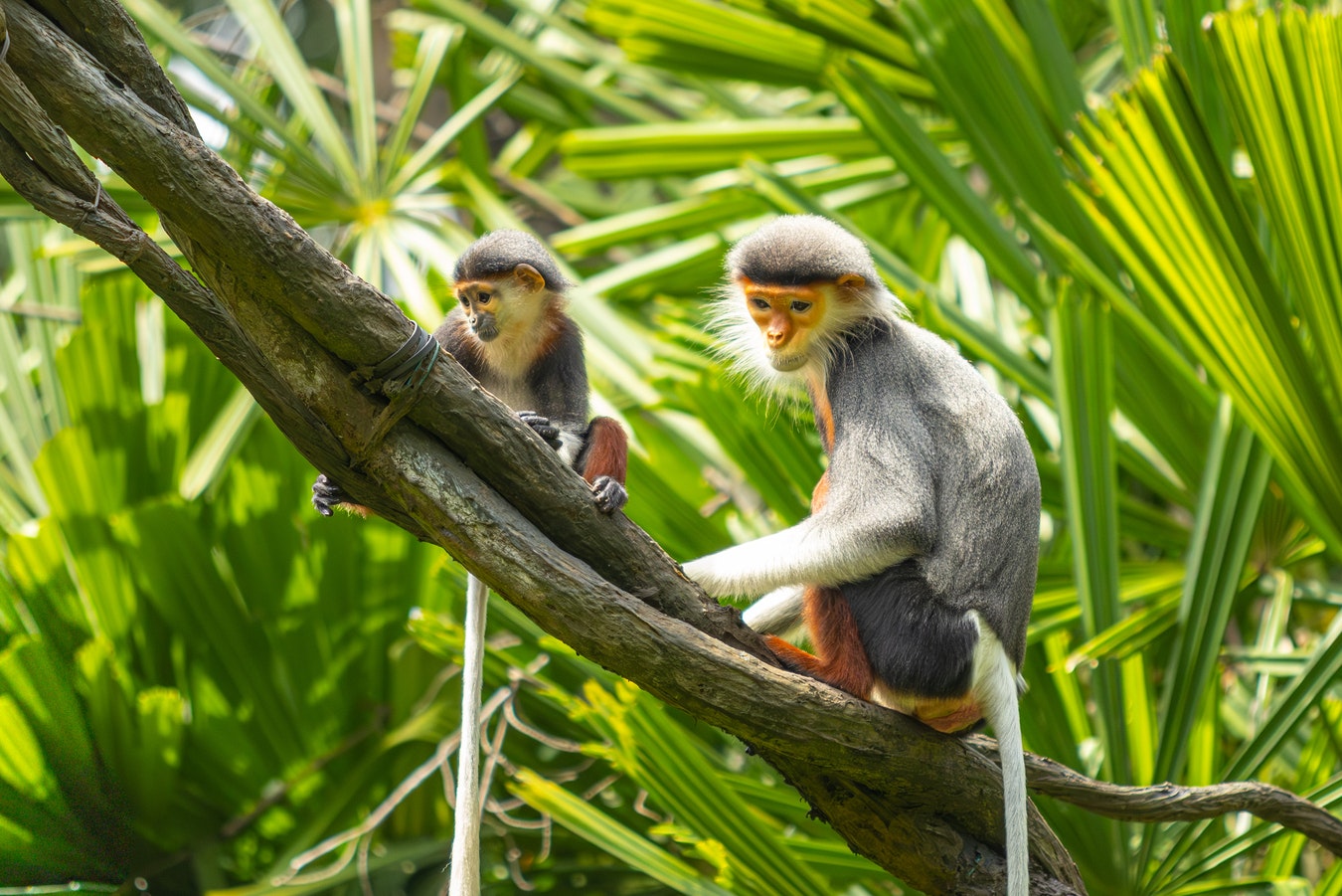 Mandai Wildlife Group