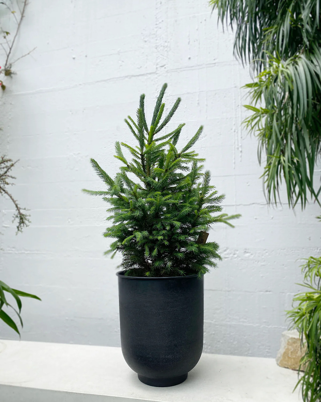 A tiny Christmas tree from Babylon Store. 