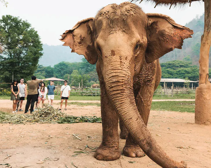 A group of people stand beside an elephant in the jungle.
