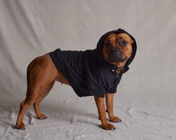A dog on set posing Barkers Black Dog Hoody