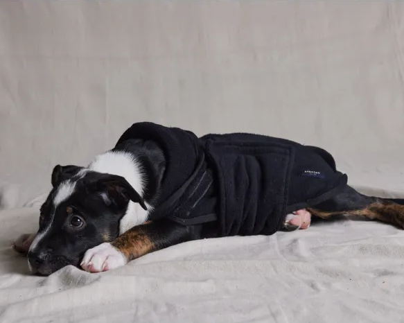 A puppy laying down in Barkers Black Towelling Robe 