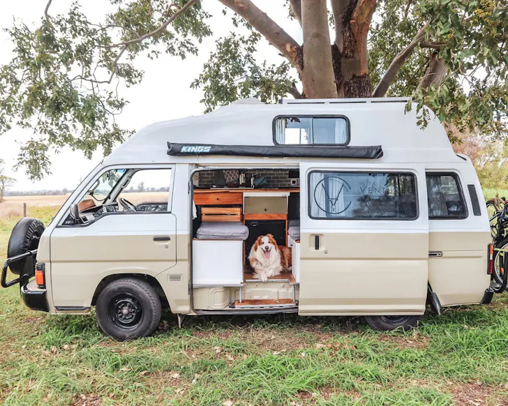 A dog in Bilbo best pet-friendly campervan hire Queensland