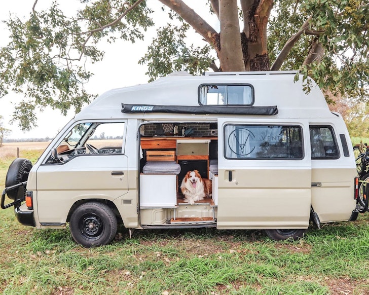 A dog in Bilbo best pet-friendly campervan hire Queensland
