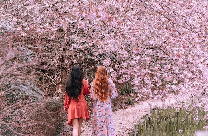 Two girls wander through stunning pink blossom trees at Blossom Valley, one of the best things to do with kids in Welllington. 