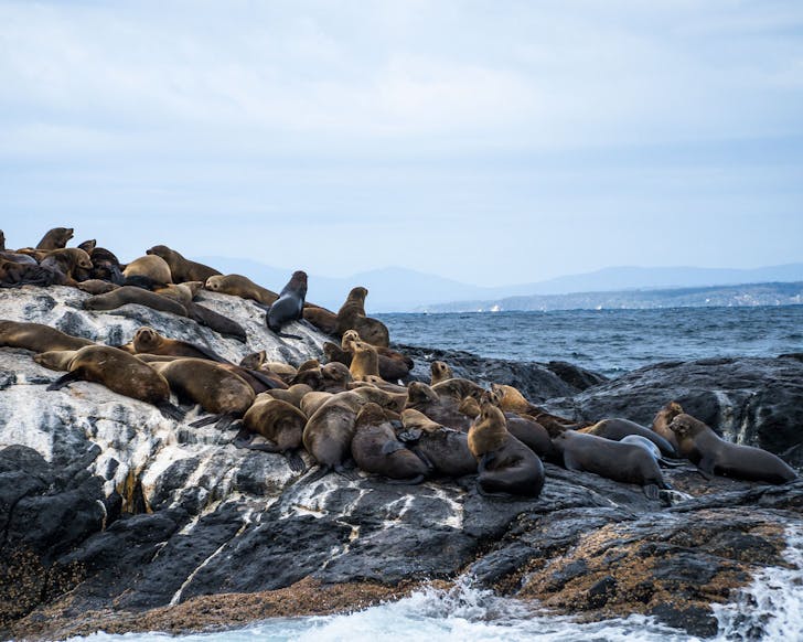 Fur seals on rocks