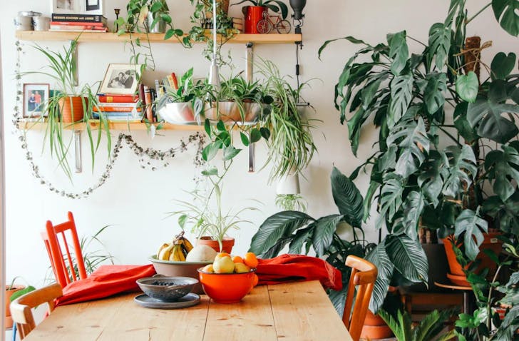 Loads of plants around a kitchen table
