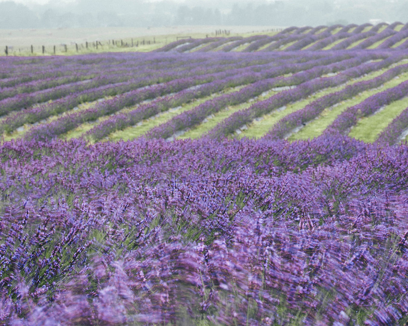 Rows upon rows of lovely lavender stretches into the distance.