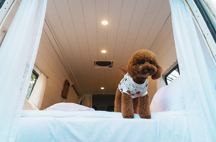 A dog in pyjamas standing on the edge of a bed. 