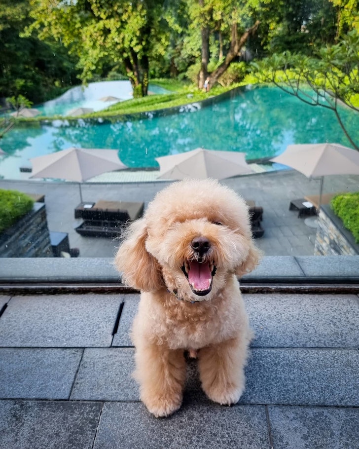 Capella pet-friendly hotel