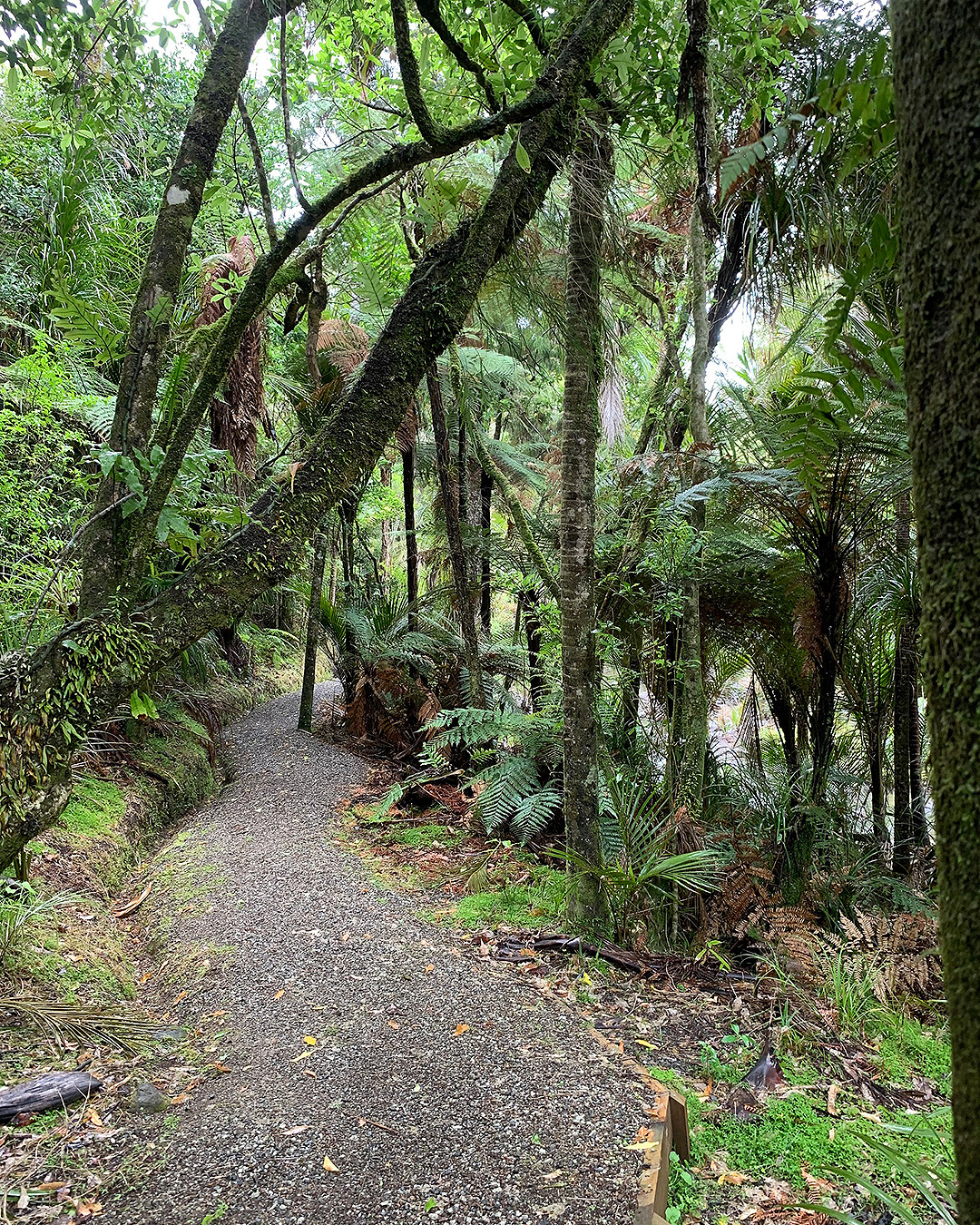 The Cascade Kauri path through the forest.