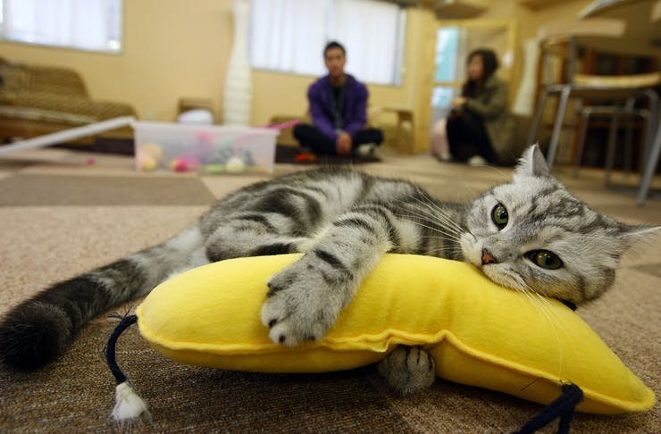 Brisbane Is Getting A Cat Cafe Urban List Brisbane Brisbane Is Getting A Cat Cafe Urban List Brisbane